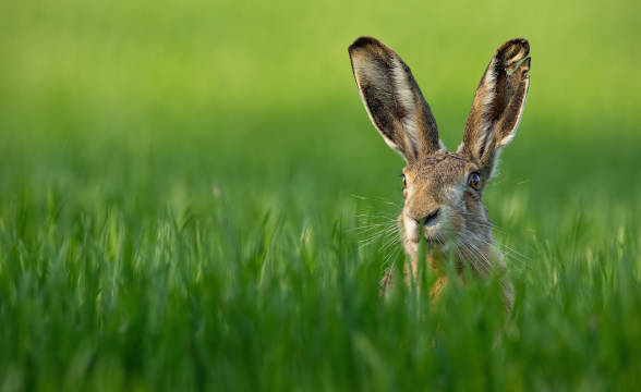 Britain to Stamp Out Hare Hunts that Fuel Illegal Gambling