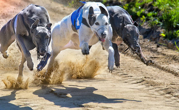 Scotland May Ban Greyhound Racing to Protect the Animals