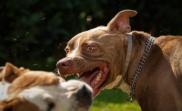 More Arrests Made in Seminole Illegal Dog Fighting Ring