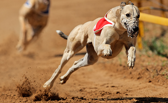 Scotland Mulls Banning Greyhound Racing