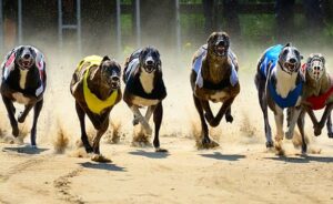 Bet365 Happy with Greyhound Racing Deal Results