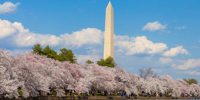 Washington DC Mayor Cuts Problem Gambling Services Funding