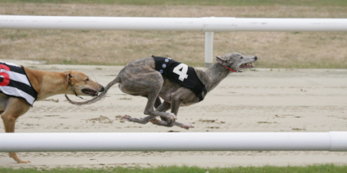 Colorado Seeks to Outlaw Live Greyhound Racing Betting with New Legal Move